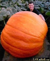 A huge pumpkin.